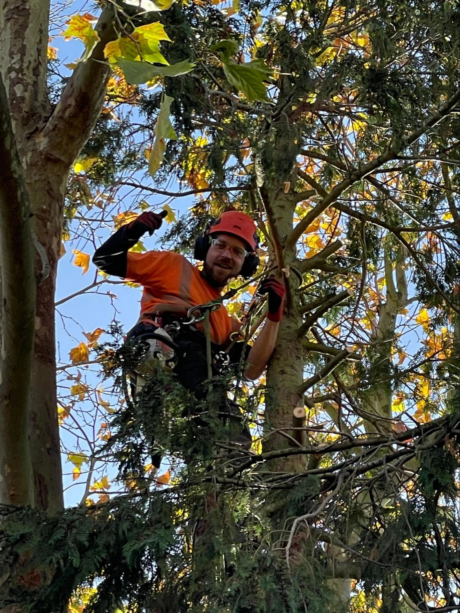 Southgate Tree Care Experts